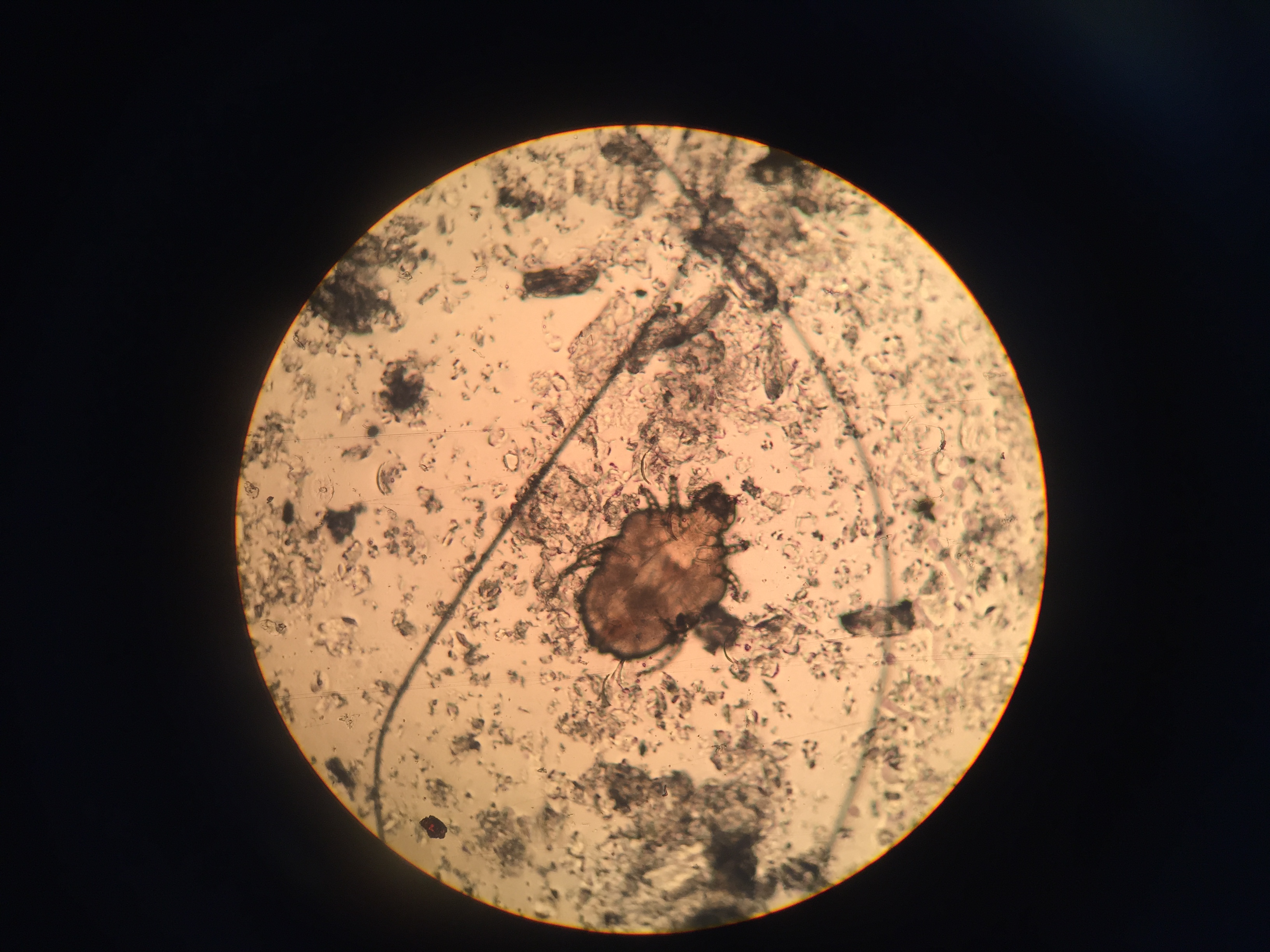 Dermatologie